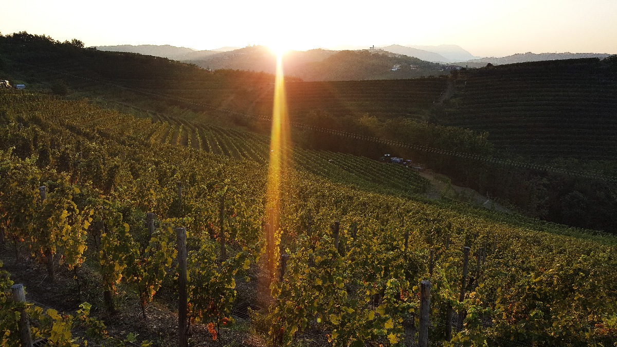 Brda Rebula Masterclass: the best tastings