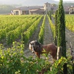 Chiusura straordinaria di Jermann per la festa di fine vendemmia