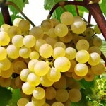 Vendemmia eccezionale: Jermann si prepara a emozionare con i suoi nuovi vini