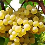 Vendemmia eccezionale: Jermann si prepara a emozionare con i suoi nuovi vini